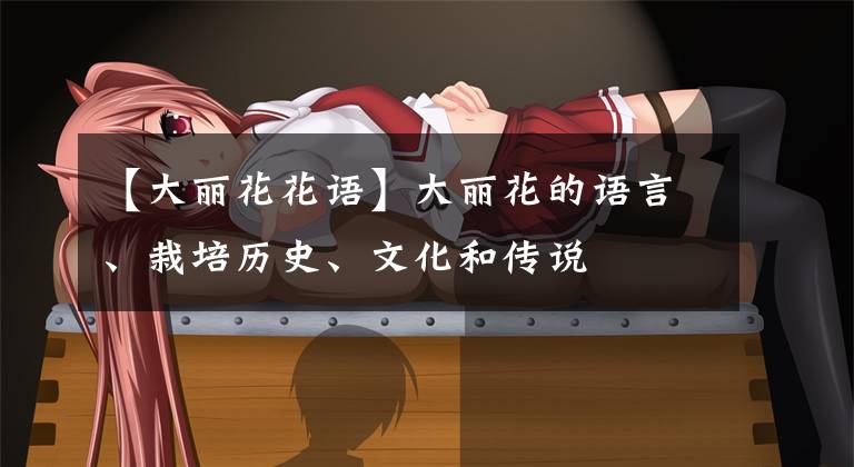 【大丽花花语】大丽花的语言、栽培历史、文化和传说