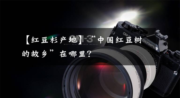 【红豆杉产地】“中国红豆树的故乡”在哪里?