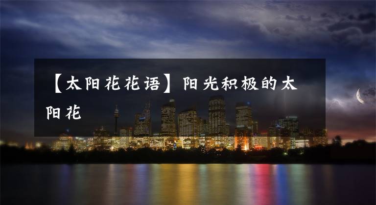 【太阳花花语】阳光积极的太阳花