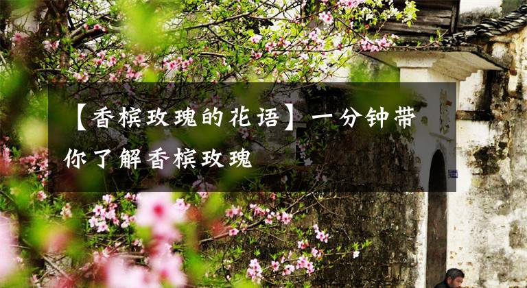 【香槟玫瑰的花语】一分钟带你了解香槟玫瑰