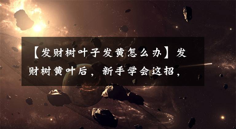 【发财树叶子发黄怎么办】发财树黄叶后,新手学会这招,一个月叶片就能恢复油绿