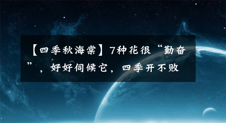 【四季秋海棠】7种花很“勤奋”，好好伺候它，四季开不败，漂亮又好养