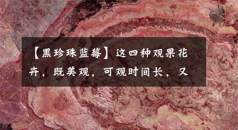 【黑珍珠蓝莓】这四种观果花卉,既美观,可观时间长,又是家庭常用的药用植物