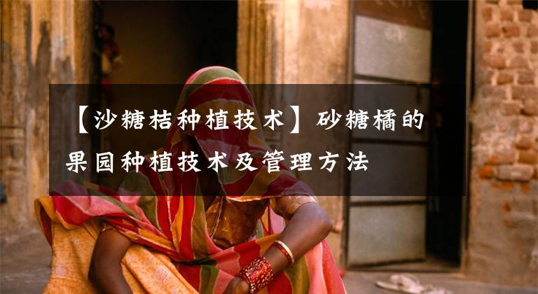 【沙糖桔种植技术】砂糖橘的果园种植技术及管理方法