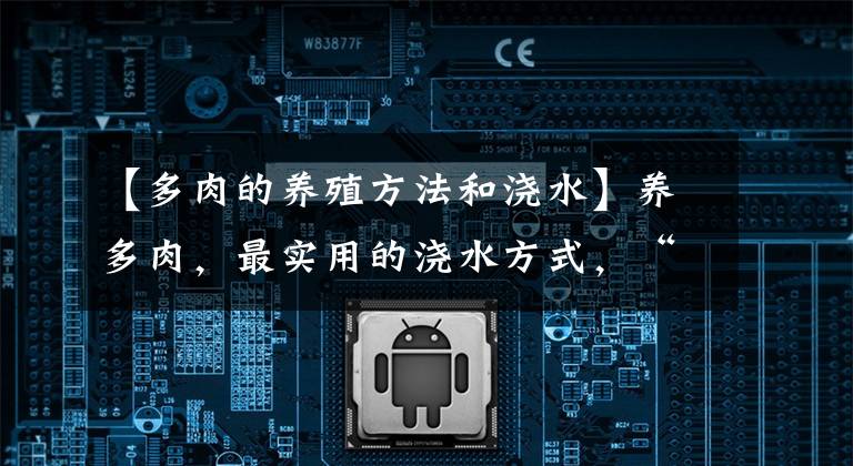 【多肉的养殖方法和浇水】养多肉，最实用的浇水方式，“浸盆浇水”，叶子褶皱再浇水