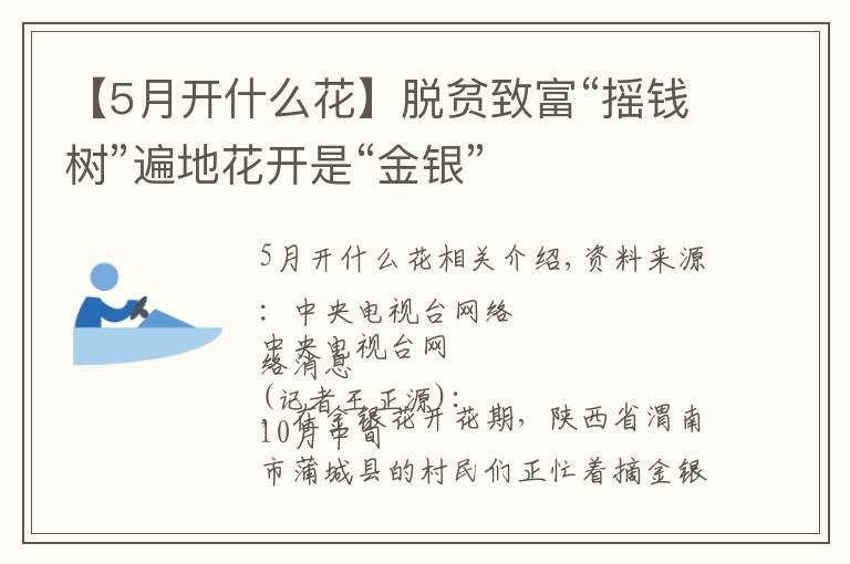 【5月开什么花】脱贫致富“摇钱树”遍地花开是“金银”
