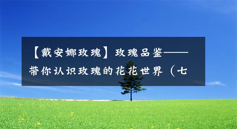 【戴安娜玫瑰】玫瑰品鉴——带你认识玫瑰的花花世界(七)