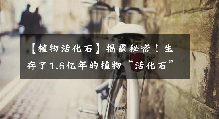 【植物活化石】揭露秘密!生存了1.6亿年的植物“活化石”是什么样子的?