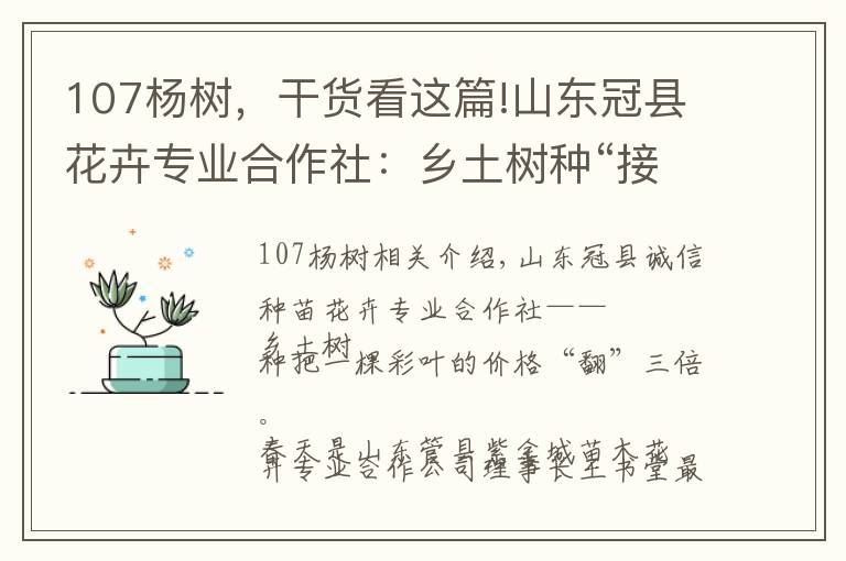 107杨树,干货看这篇!山东冠县花卉专业合作社:乡土树种“接”彩叶 一棵价格翻三倍
