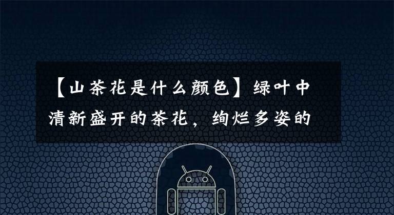 【山茶花是什么颜色】绿叶中清新盛开的茶花,绚烂多姿的粉白色花朵很美,春日常见的花