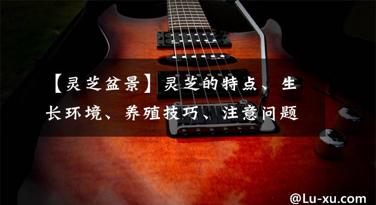 【灵芝盆景】灵芝的特点、生长环境、养殖技巧、注意问题