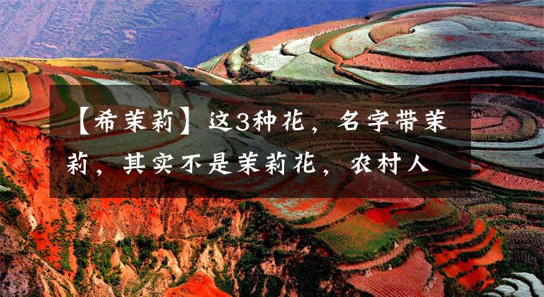 【希茉莉】这3种花,名字带茉莉,其实不是茉莉花,农村人却很爱养