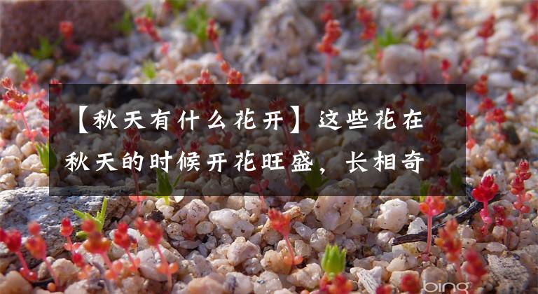 【秋天有什么花开】这些花在秋天的时候开花旺盛,长相奇特,阳光越多花朵就越是鲜艳