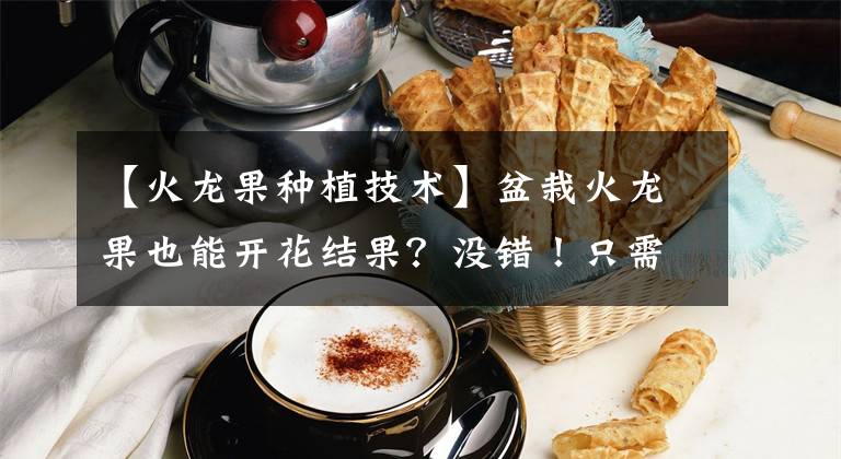 【火龙果种植技术】盆栽火龙果也能开花结果?没错!只需做3步,就能挂满大果子