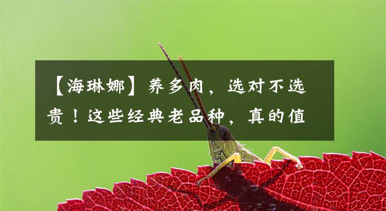 【海琳娜】养多肉,选对不选贵!这些经典老品种,真的值得来一棵