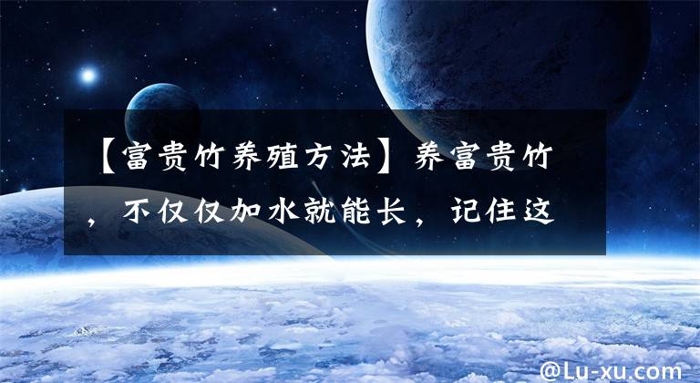 【富贵竹养殖方法】养富贵竹,不仅仅加水就能长,记住这“4水”,才能长势旺不黄叶