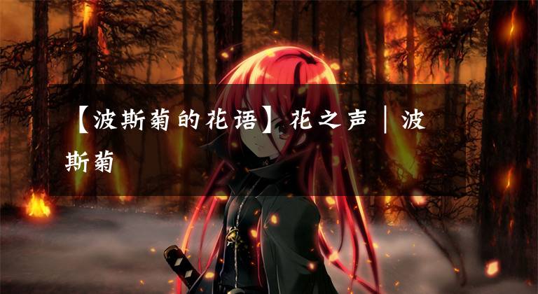 【波斯菊的花语】花之声|波斯菊