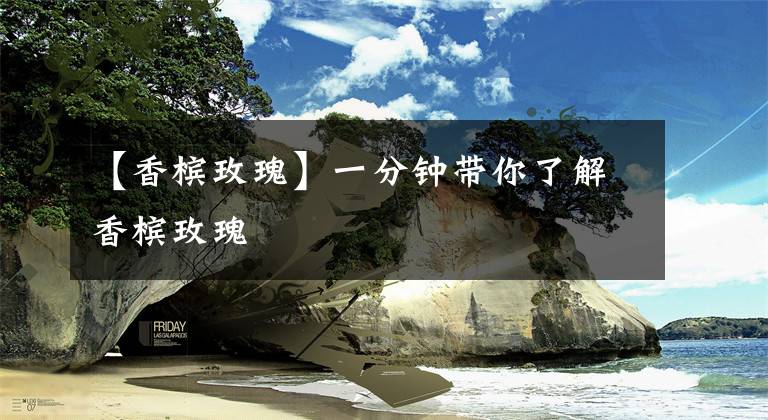 【香槟玫瑰】一分钟带你了解香槟玫瑰