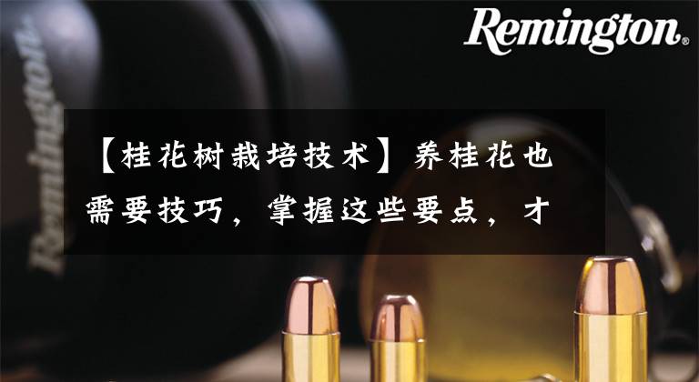 【桂花树栽培技术】养桂花也需要技巧，掌握这些要点，才能四季油绿，开花香满屋