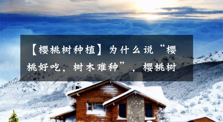 【樱桃树种植】为什么说“樱桃好吃,树木难种”,樱桃树该怎么种植?