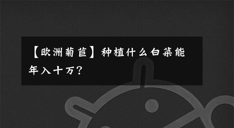 【欧洲菊苣】种植什么白菜能年入十万?