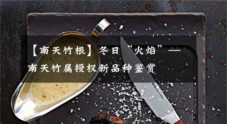 【南天竹根】冬日“火焰”—南天竹属授权新品种鉴赏