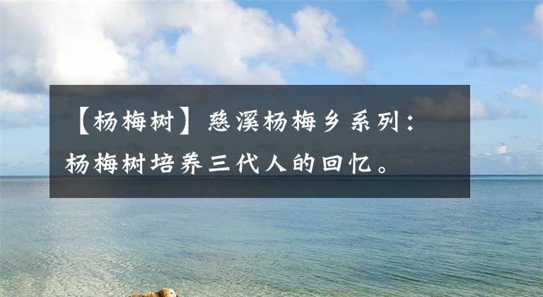 【杨梅树】慈溪杨梅乡系列:杨梅树培养三代人的回忆。