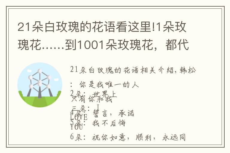 21朵白玫瑰的花语看这里!1朵玫瑰花……到1001朵玫瑰花,都代表什么,你知道吗?