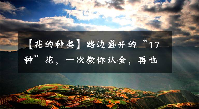 【花的种类】路边盛开的“17种”花,一次教你认全,再也不怕不认识了