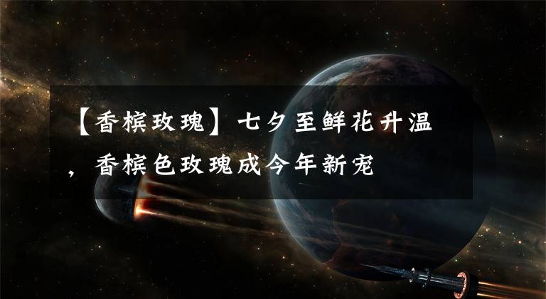 【香槟玫瑰】七夕至鲜花升温,香槟色玫瑰成今年新宠