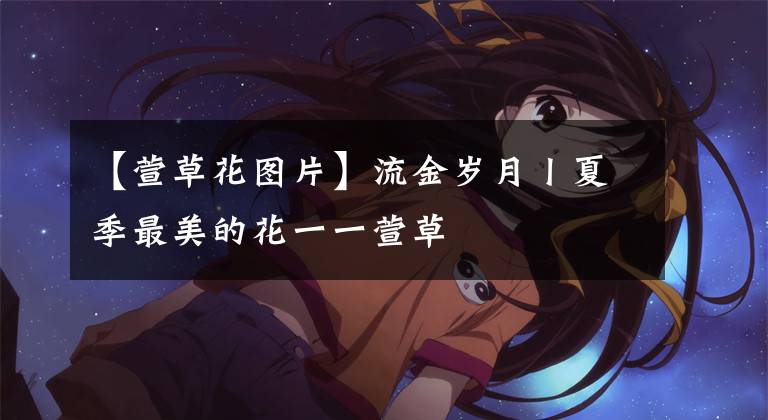 【萱草花图片】流金岁月丨夏季最美的花一一萱草