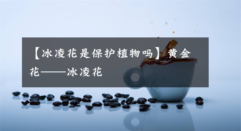 【冰凌花是保护植物吗】黄金花——冰凌花