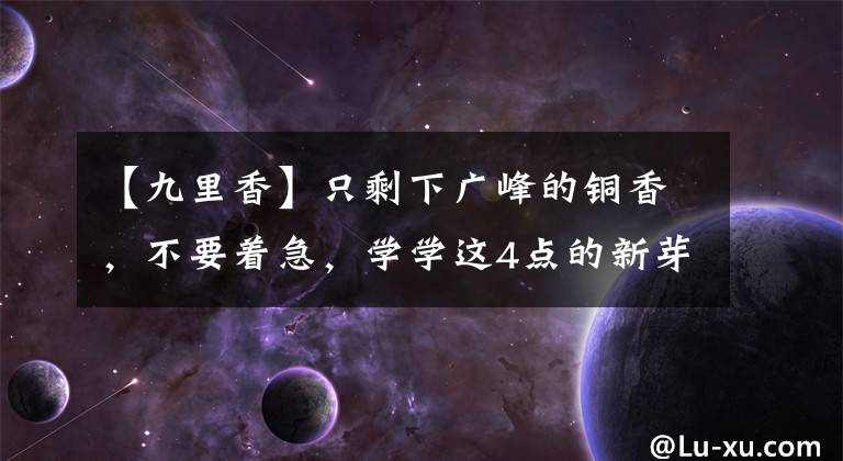 【九里香】只剩下广峰的铜香,不要着急,学学这4点的新芽吧。