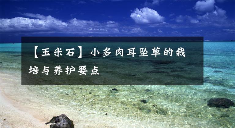 【玉米石】小多肉耳坠草的栽培与养护要点