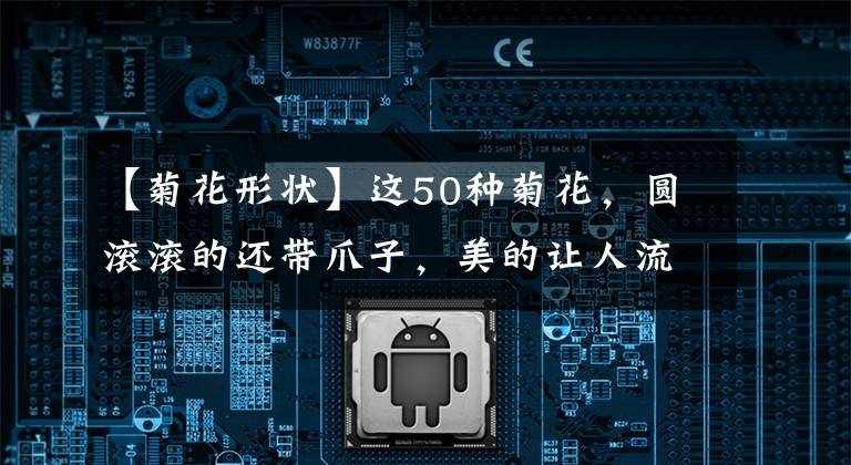 【菊花形状】这50种菊花，圆滚滚的还带爪子，美的让人流口水！