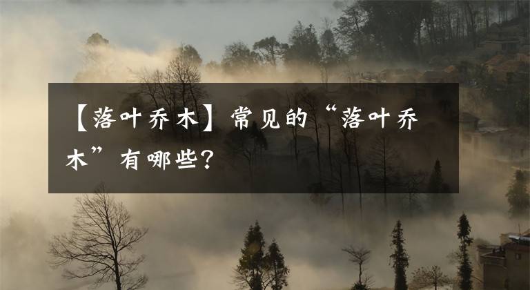 【落叶乔木】常见的“落叶乔木”有哪些?