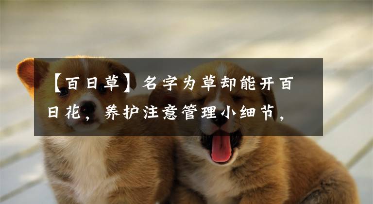 【百日草】名字为草却能开百日花,养护注意管理小细节,蹿个快长出一片花