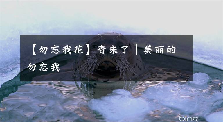 【勿忘我花】青未了|美丽的勿忘我