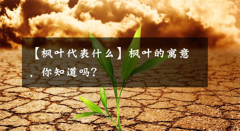 【枫叶代表什么】枫叶的寓意,你知道吗?