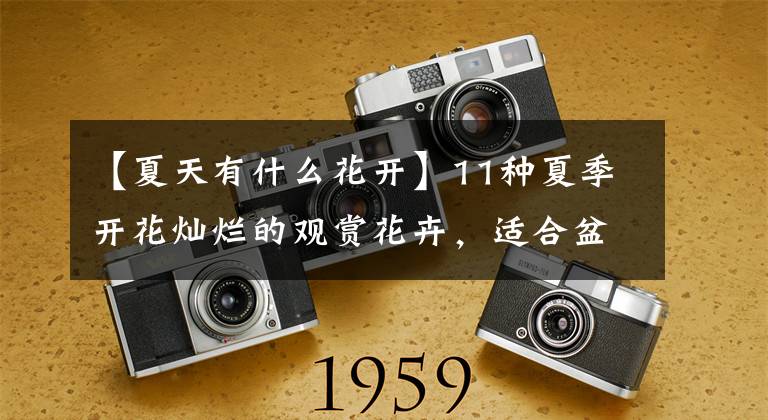 【夏天有什么花开】11种夏季开花灿烂的观赏花卉，适合盆栽或地栽，西晒阳台也能种