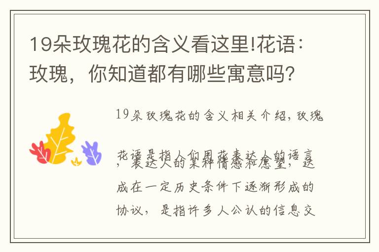 19朵玫瑰花的含义看这里!花语:玫瑰,你知道都有哪些寓意吗?