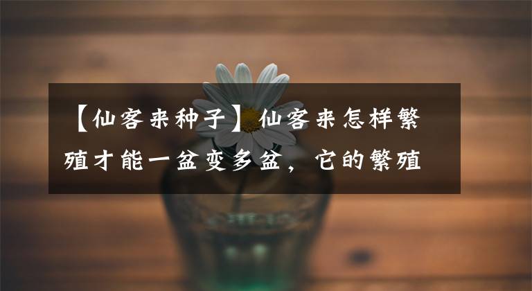 【仙客来种子】仙客来怎样繁殖才能一盆变多盆，它的繁殖方法和注意事项