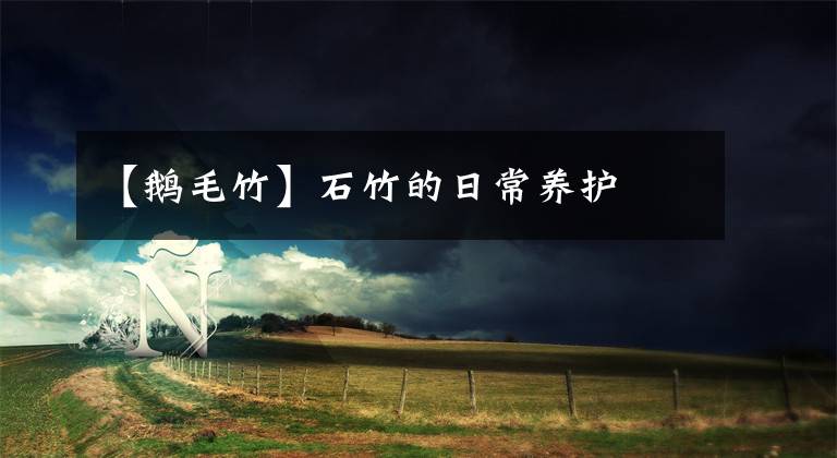 【鹅毛竹】石竹的日常养护