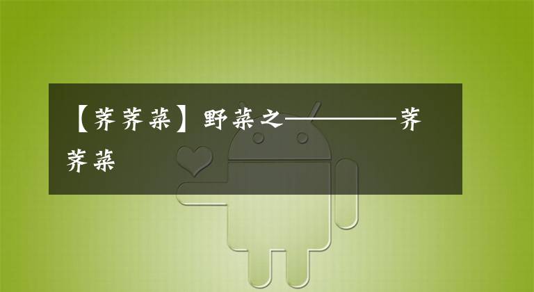 【荠荠菜】野菜之————荠荠菜