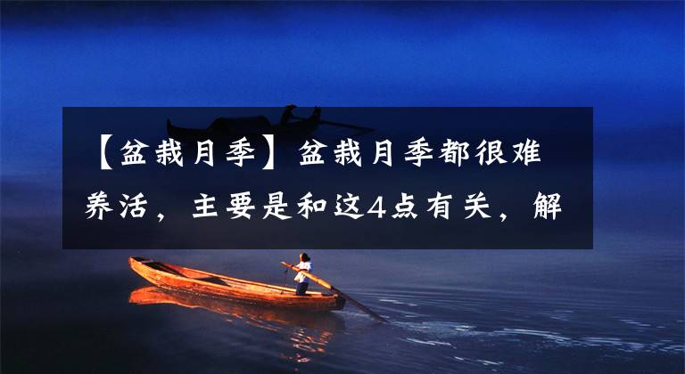 【盆栽月季】盆栽月季都很难养活，主要是和这4点有关，解决好轻松养殖