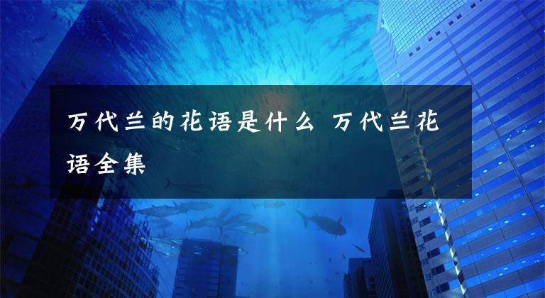 万代兰的花语是什么 万代兰花语全集