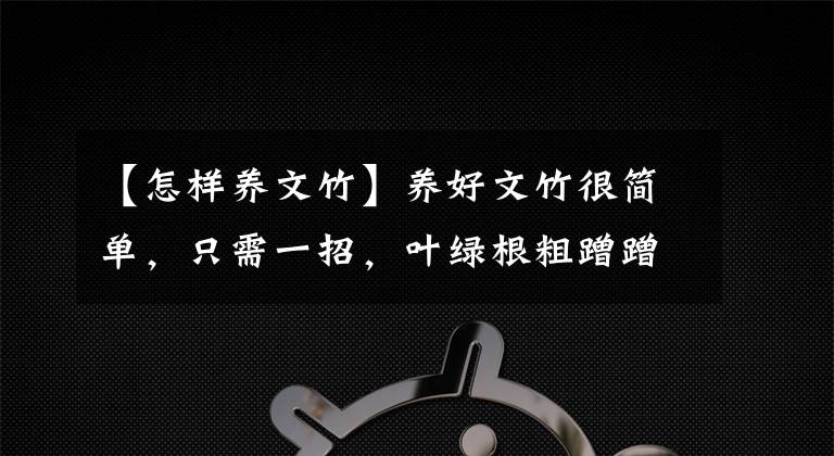 【怎样养文竹】养好文竹很简单,只需一招,叶绿根粗蹭蹭长高个