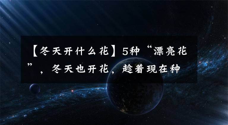 【冬天开什么花】5种“漂亮花”，冬天也开花，趁着现在种，便宜好养活