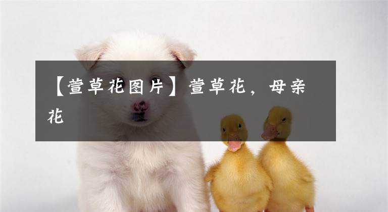 【萱草花图片】萱草花,母亲花