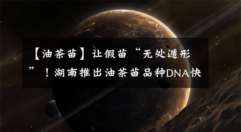 【油茶苗】让假苗“无处遁形”!湖南推出油茶苗品种DNA快速鉴定技术